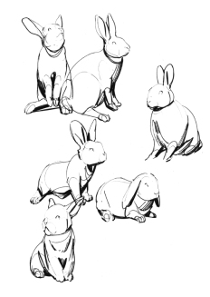 rabbits4